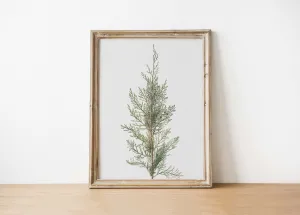 Juniper Art Print | Vintage Art: 8x10in