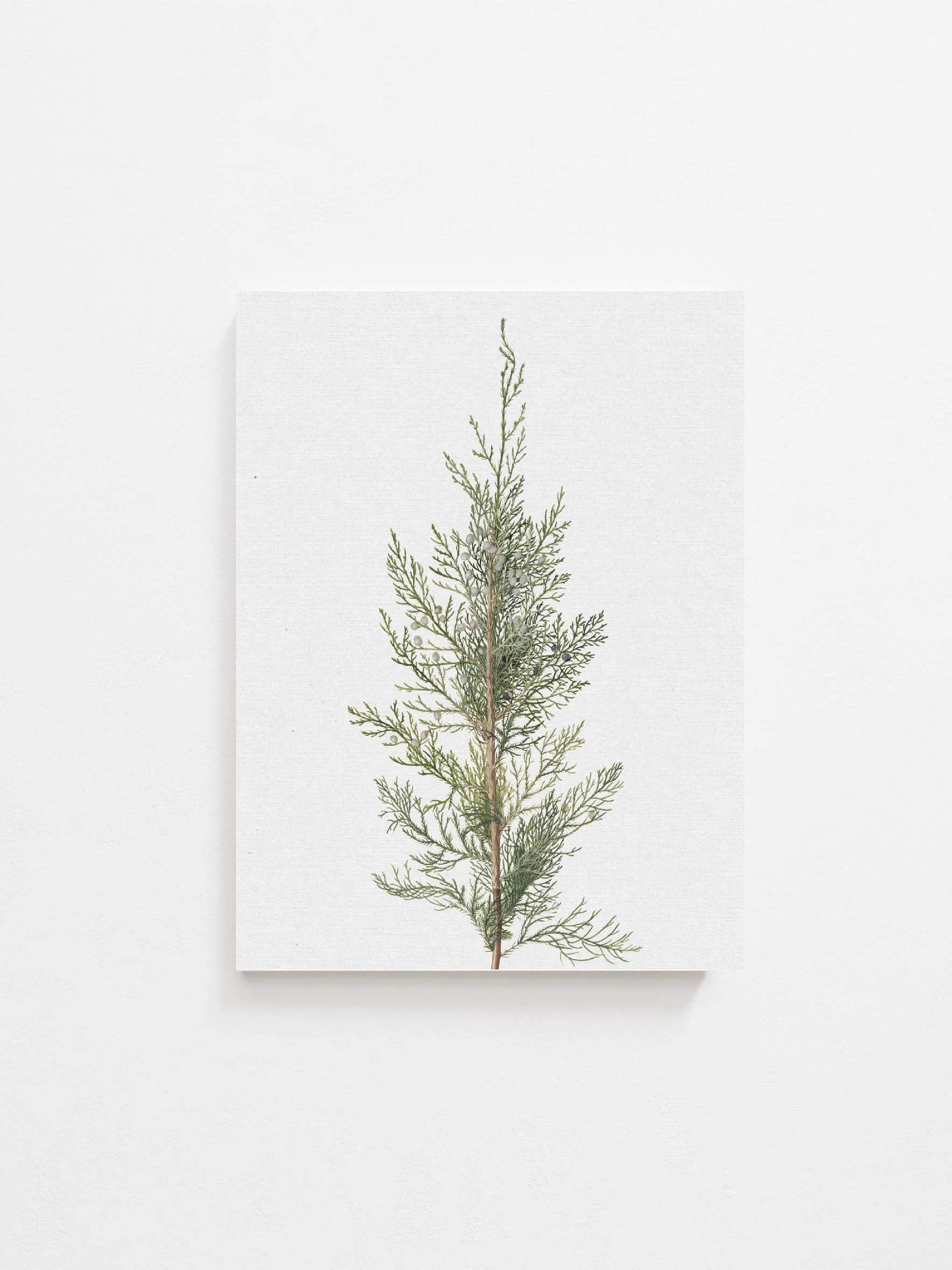 Juniper Art Print | Vintage Art: 8x10in