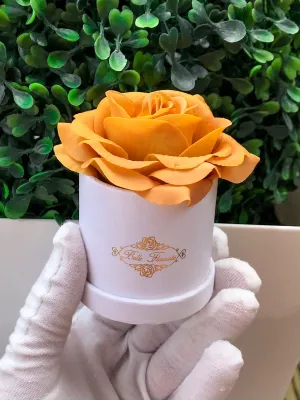 Mustard Classic Micro Mini - White Box