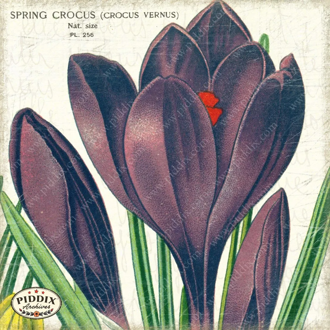 PDXC3846b -- Flowers on Distressed Wood