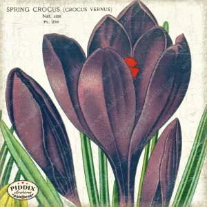 PDXC3846b -- Flowers on Distressed Wood