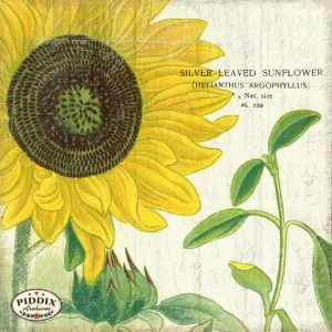 PDXC3858b -- Flowers on Distressed Wood