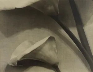 Untitled [Calla Lily]