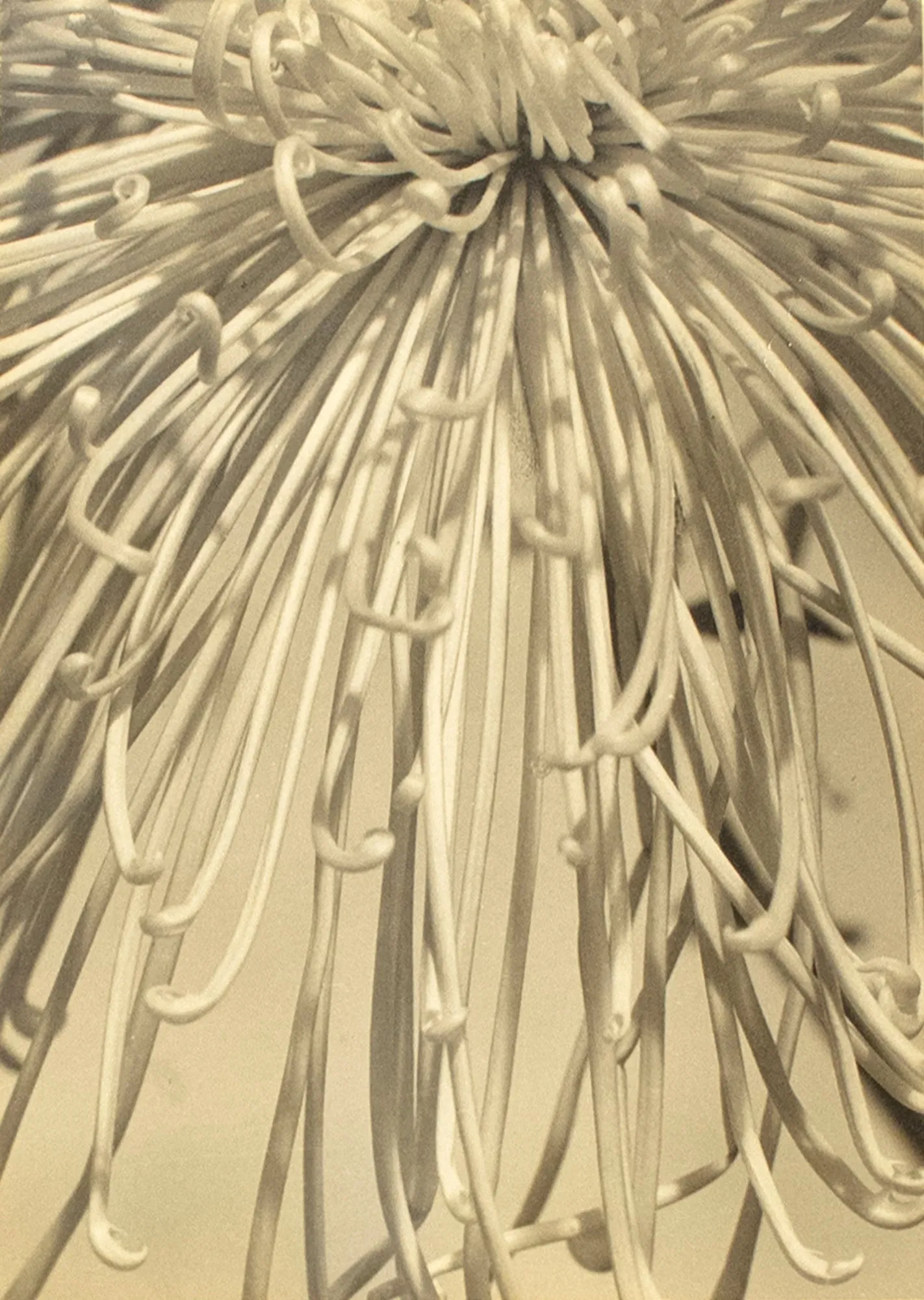 Variation on a Theme in White